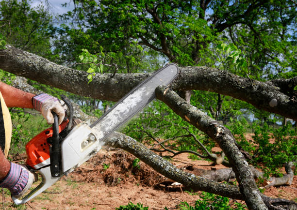 Best Tree Clearing Services  in Elgin, OK